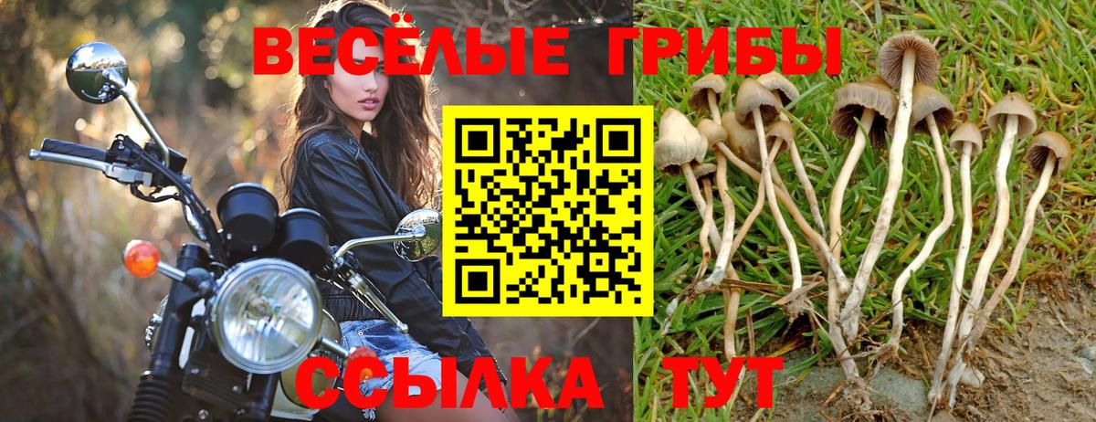 Псилоцибиновые грибы GOLDEN TEACHER  Вход с VPN  Псилоцибиновые грибы Psilocybe  Жигулёвск 
